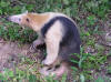 Oso Melero.jpg (25811 bytes)