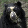 el oso frontino.jpg (21991 bytes)