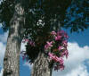orquidea_epifita.jpg (13987 bytes)