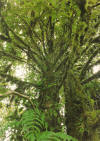 terepaima4.jpg (1665504 bytes)